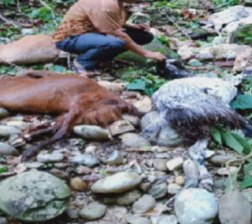 कैलालीमा बाघले २१ वटा बाख्रा मार्‍याे